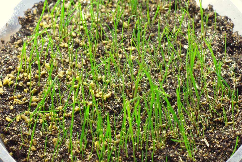 It's Not Work, It's Gardening! Corn gluten test 1 update